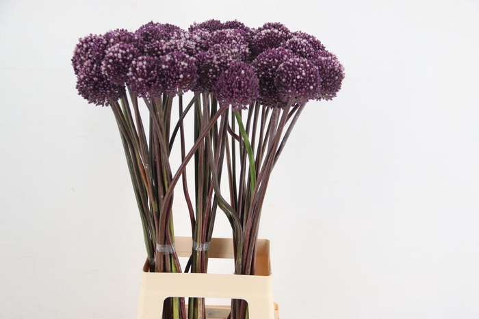 <h4>ALLIUM SUMMER DRUMME</h4>
