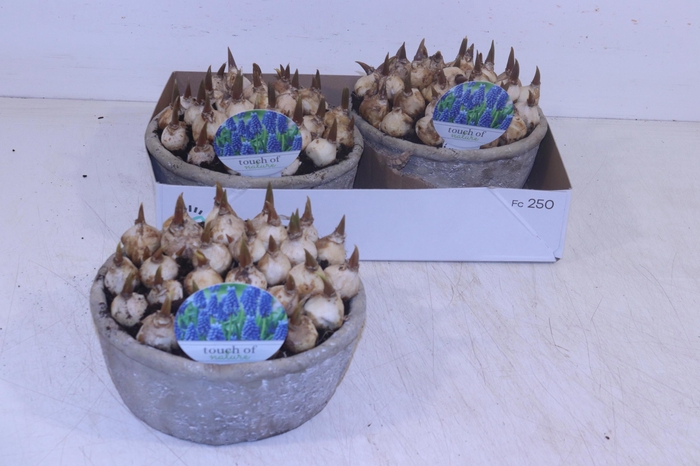 <h4>ARR MUSCARI</h4>