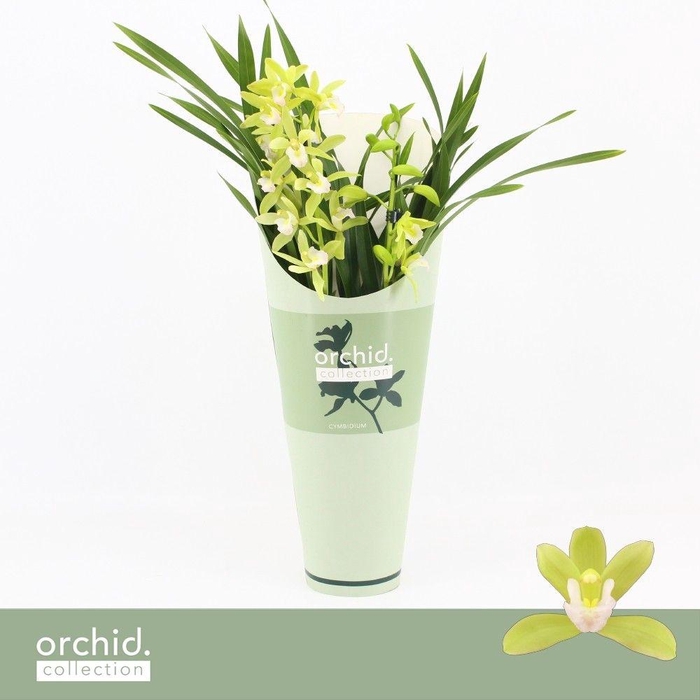 <h4>Cymbidium, Mint Source 2-spike 'Orchid Collection' Potcover</h4>
