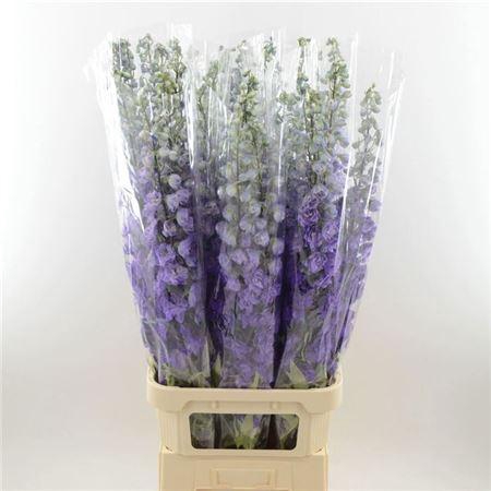 <h4>Delphinium Purple Heart</h4>