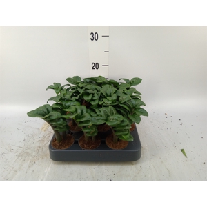 Zamioculcas zamiifolia 'Zenzi'