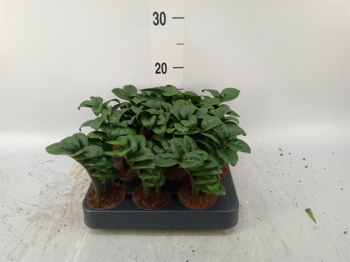 <h4>Zamioculcas zamiifolia 'Zenzi'</h4>