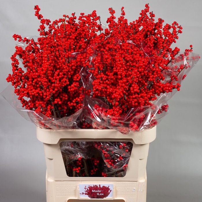 <h4>ILEX VE RODE BES</h4>