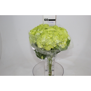 HORTENSIA FORCE 050 CM VERDE