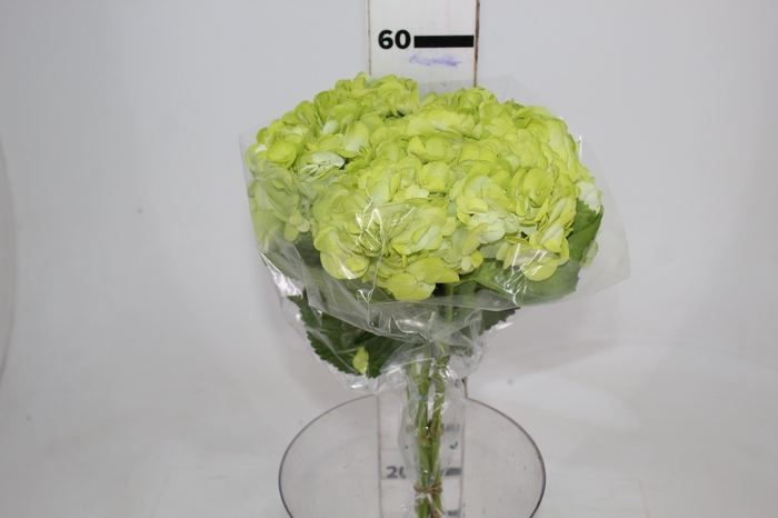 <h4>HORTENSIA FORCE 050 CM VERDE</h4>