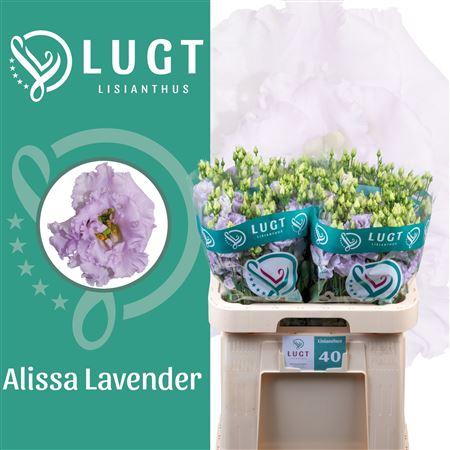 <h4>Eus G Alissa Lavende</h4>
