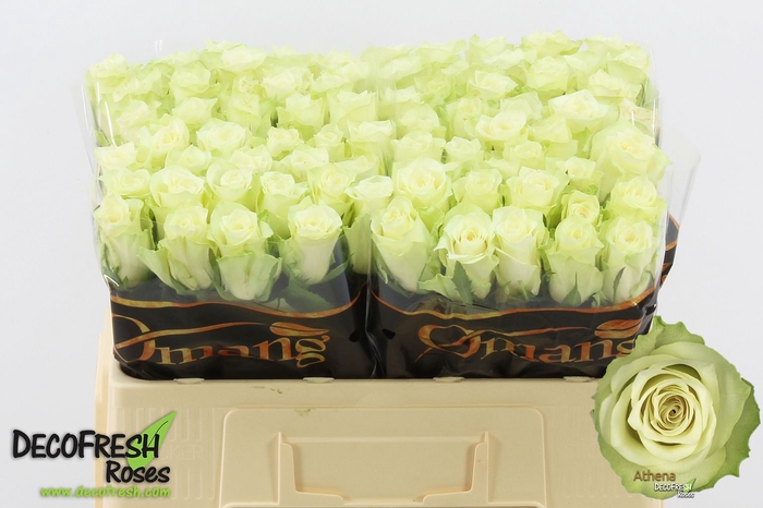 <h4>R GR ATHENA</h4>