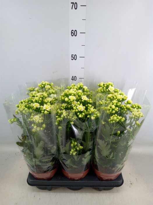 <h4>Kalanchoe  'Sunny White'</h4>