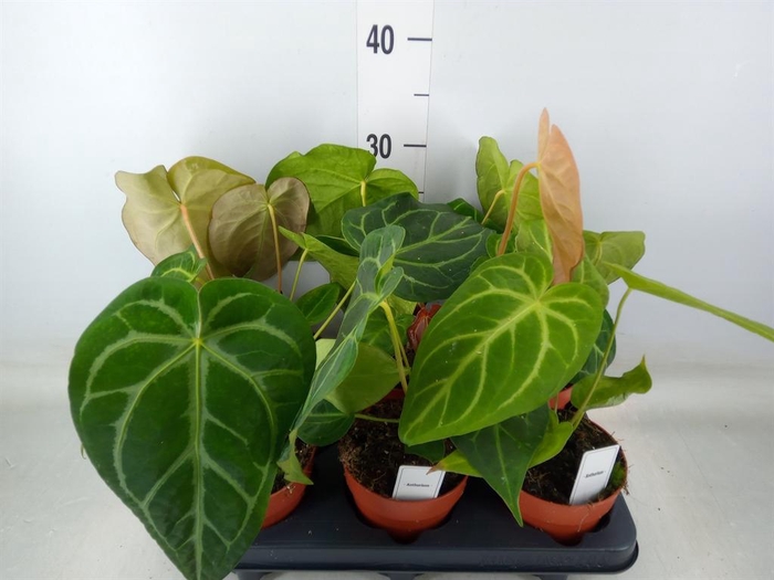 <h4>Anthurium   ...</h4>