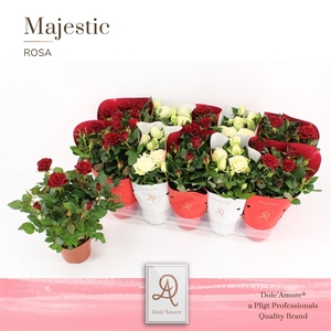 Potroos Roma Mix P12 Dolc'Amore Majestic