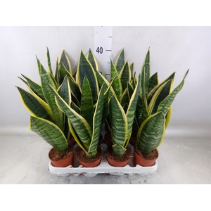 Sansevieria trifa. 'Futura Superba'