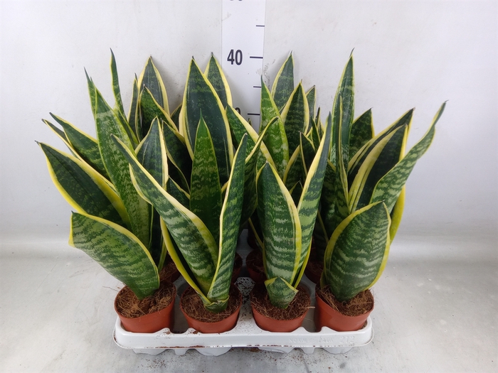 <h4>Sansevieria trifa. 'Futura Superba'</h4>