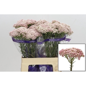 OZOTH COOKS TALL PIN