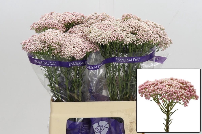 <h4>OZOTH COOKS TALL PIN</h4>