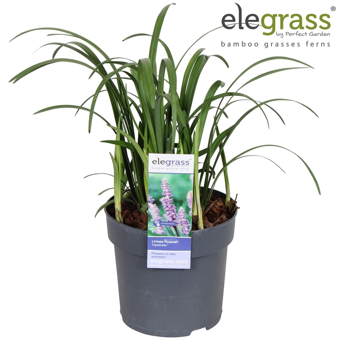 <h4>Liriope muscari 'Ingwersen' P14</h4>