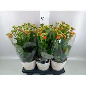 Kalanchoe  'Volcanic Orange'