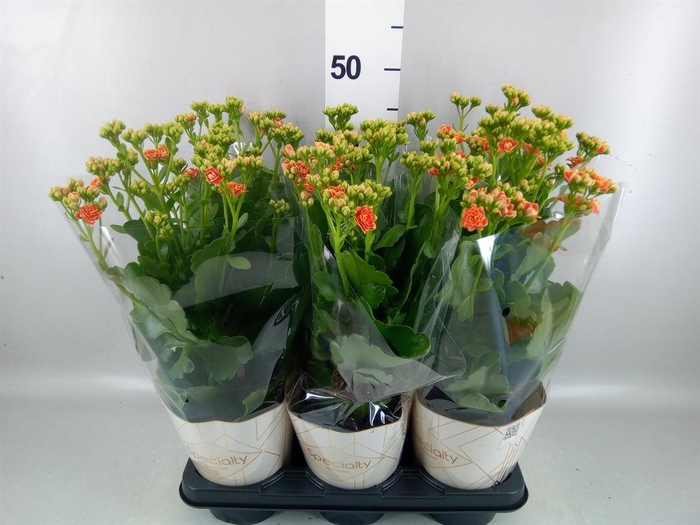 <h4>Kalanchoe  'Volcanic Orange'</h4>
