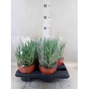 Curio ficoides 'Mount everest'