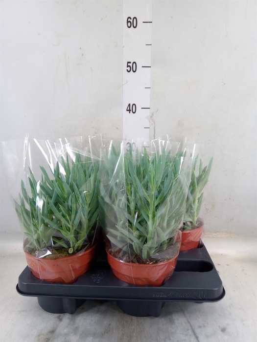 <h4>Curio ficoides 'Mount everest'</h4>