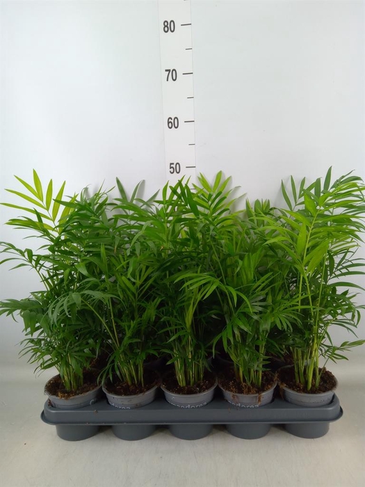 <h4>Chamaedorea elegans</h4>