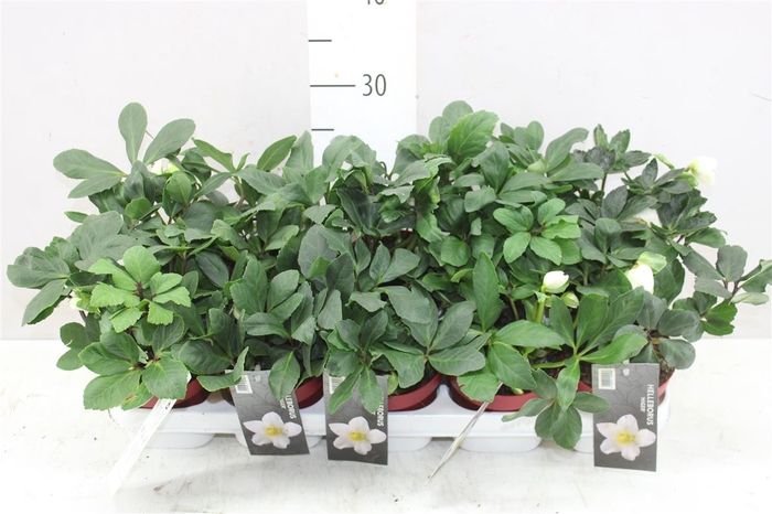 <h4>Helleborus Ni Chr Carol 6+ Rode Pot</h4>