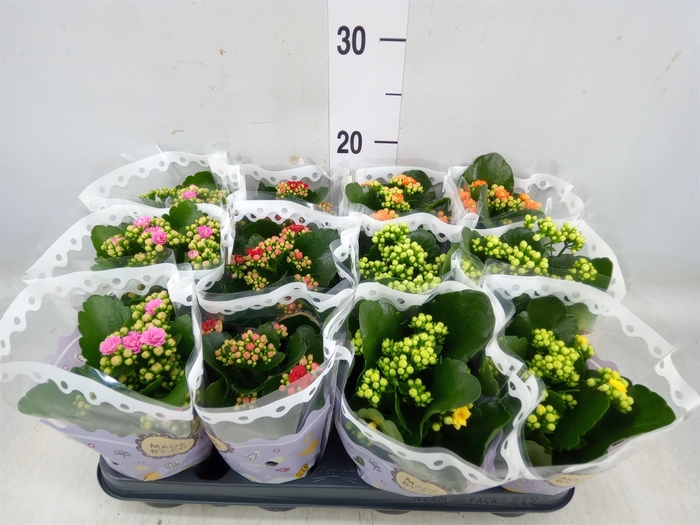 <h4>Kalanchoe blos.   ..rosebud mix  5</h4>