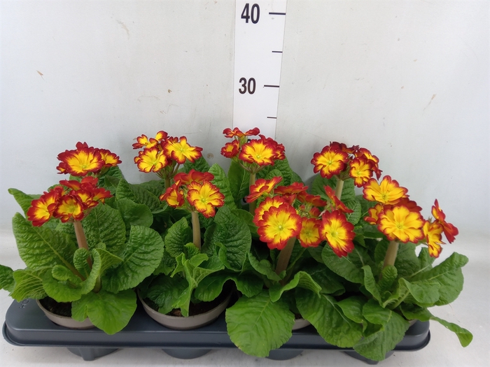 <h4>Primula elat.</h4>