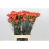 Dianthus St Kalimero