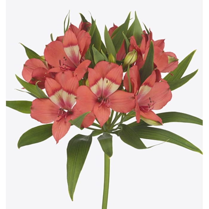 <h4>Alstroemeria Selection Salmon</h4>