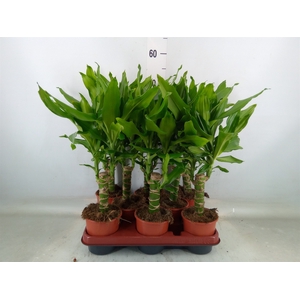 Dracaena frag. 'Steudneri'