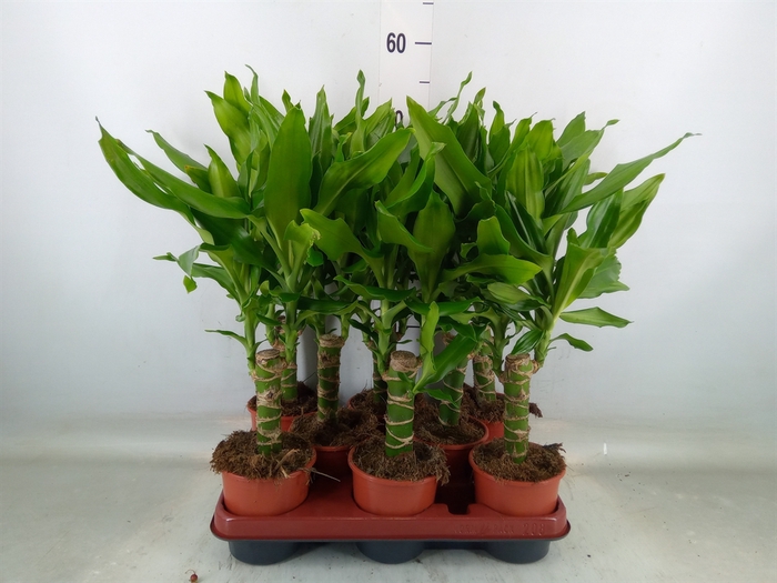 <h4>Dracaena frag. 'Steudneri'</h4>