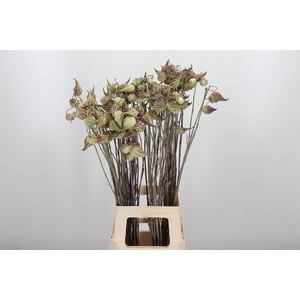 Asclepias Syriaca