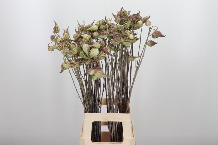 <h4>Asclepias Syriaca</h4>