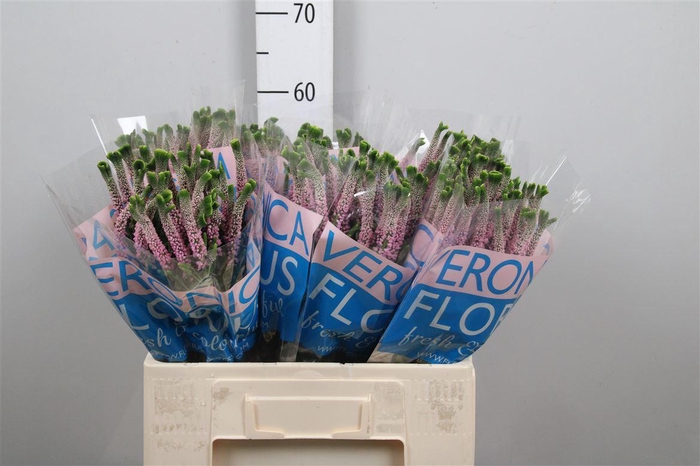 <h4>Veron Smart Alien</h4>