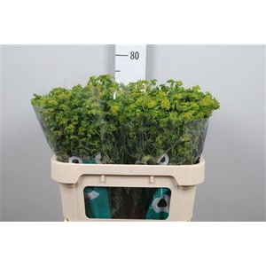 Bupleurum Rotundifol