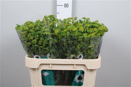 <h4>Bupleurum Rotundifol</h4>