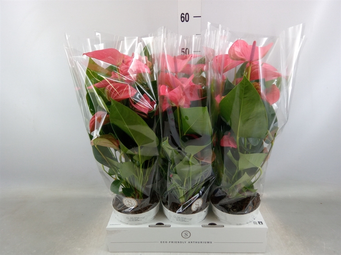 <h4>Anthurium andr. 'Pink Champion'</h4>