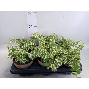 Ficus pumila 'Belle Sunny'