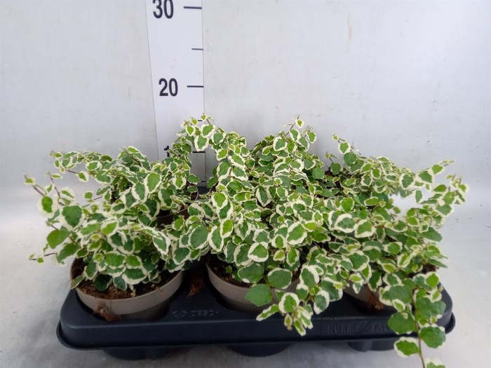 <h4>Ficus pumila 'Belle Sunny'</h4>