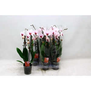 PHAL EL CASCADE