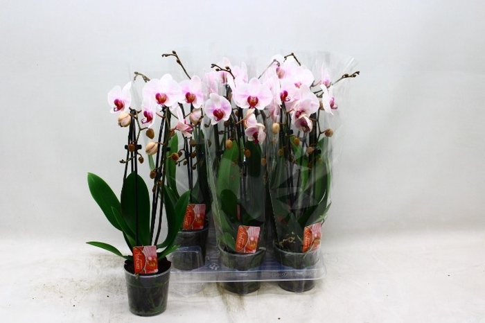 <h4>PHAL EL CASCADE</h4>