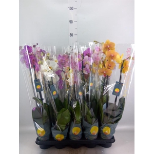 Phalaenopsis   ...mix  7