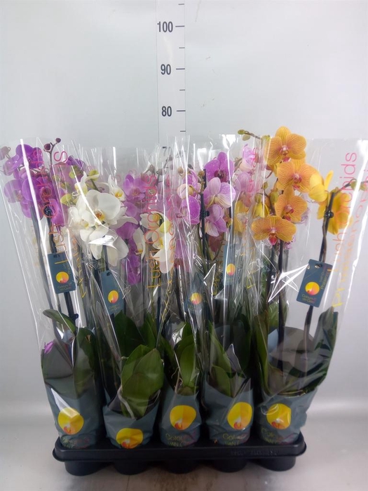 <h4>Phalaenopsis   ...mix  7</h4>