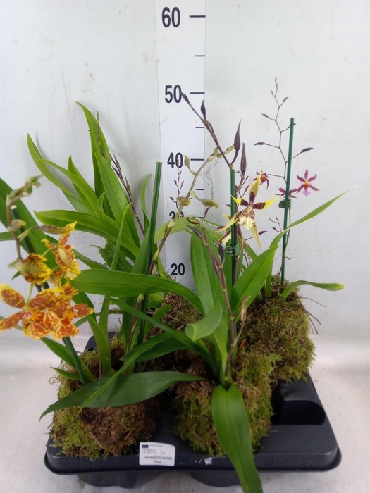 <h4>Orchideeen   ...</h4>