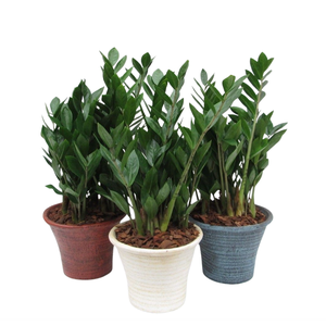 zamio inhosta big