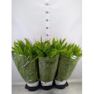 Nephrolepis exal. 'Sonata'