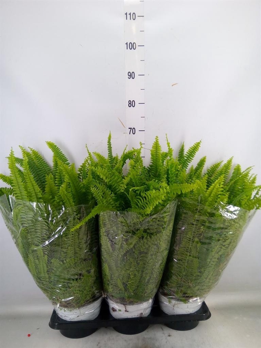 <h4>Nephrolepis exal. 'Sonata'</h4>