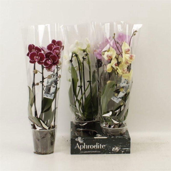 <h4>PHAL EL CASCADE</h4>