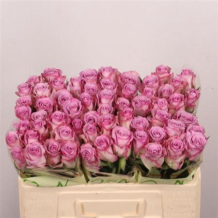 <h4>R Gr Thriller</h4>