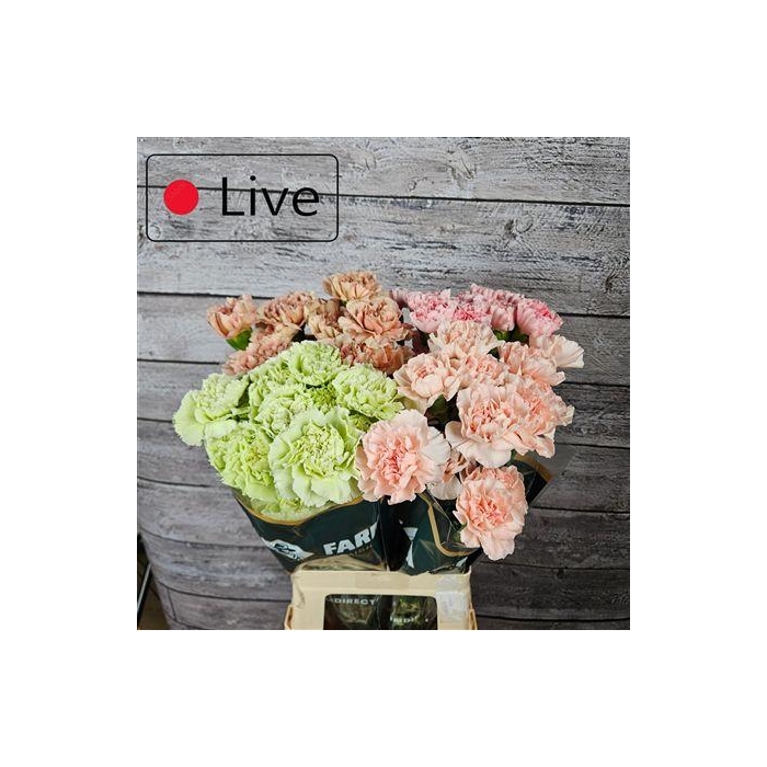 <h4>Di St Gemengd Pastel In Fust</h4>